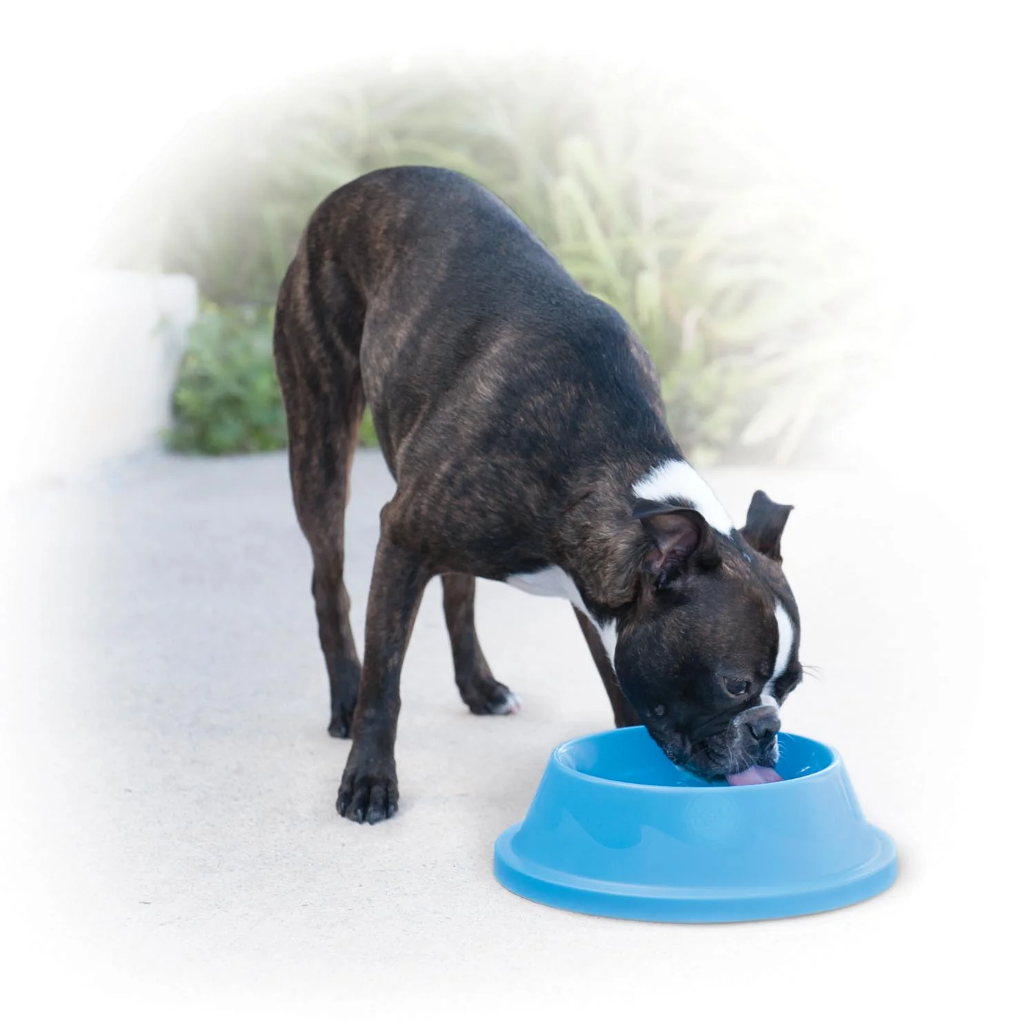 K&H Coolin' Bowl - Cooling Water Bowl for Pets - Image 6