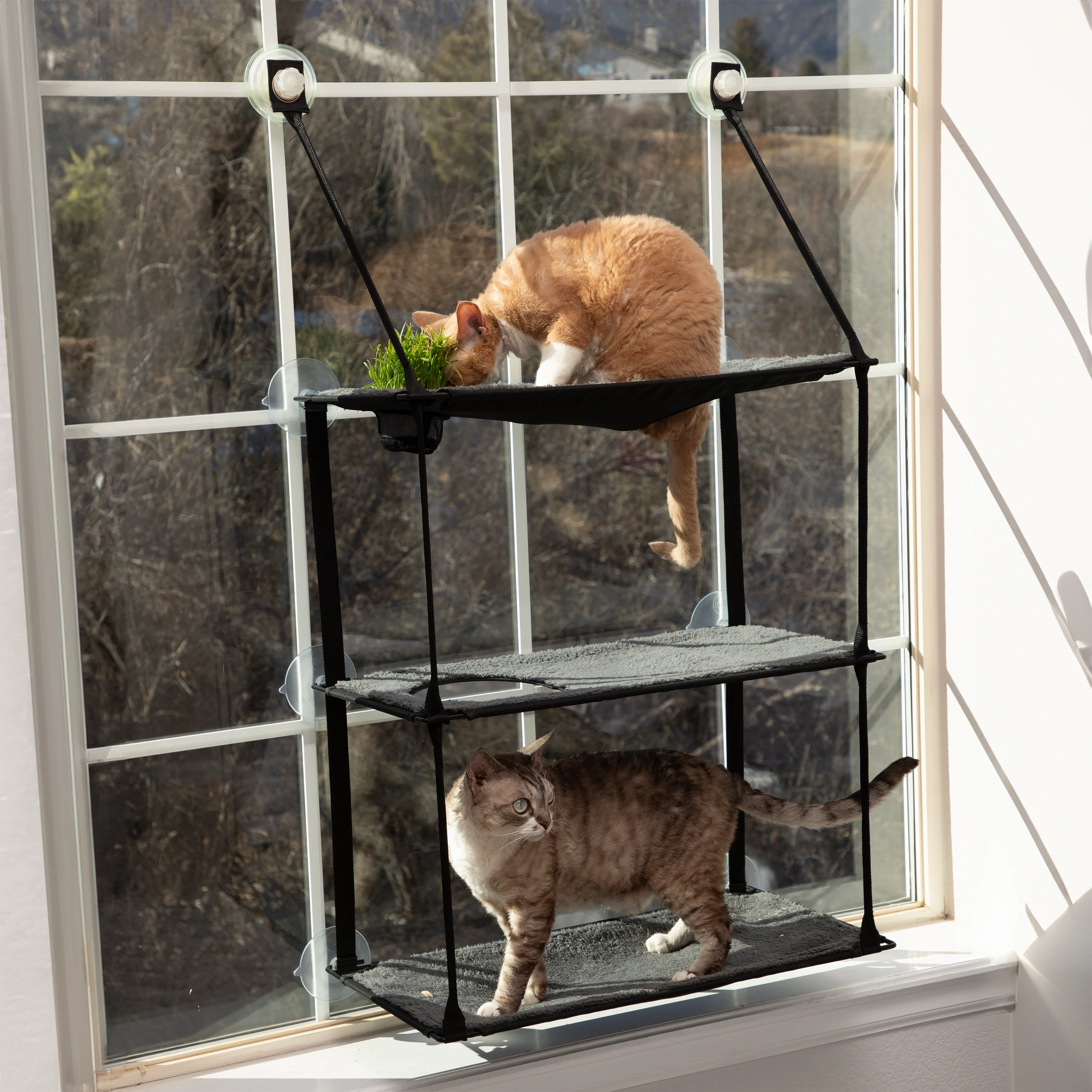 K&H EZ Mount Window Kitty Sill Cat Perch with Cat Grass Grow Station - Multi-Level - Image 8