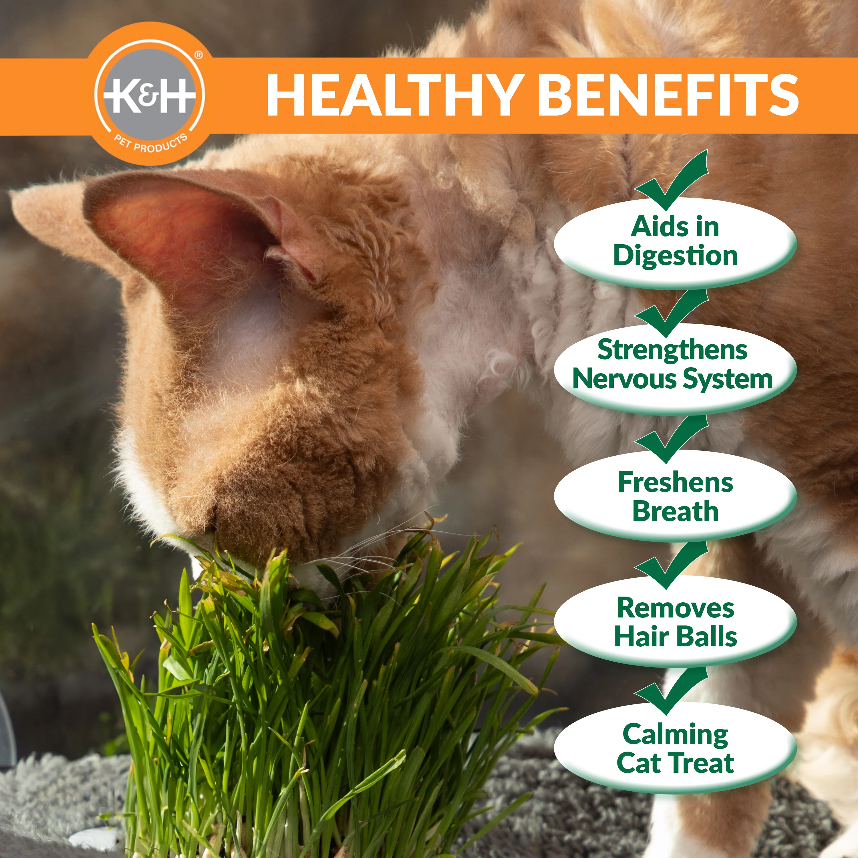 K&H Cat Grass Grow Station Growing Cup Refills - Image 3