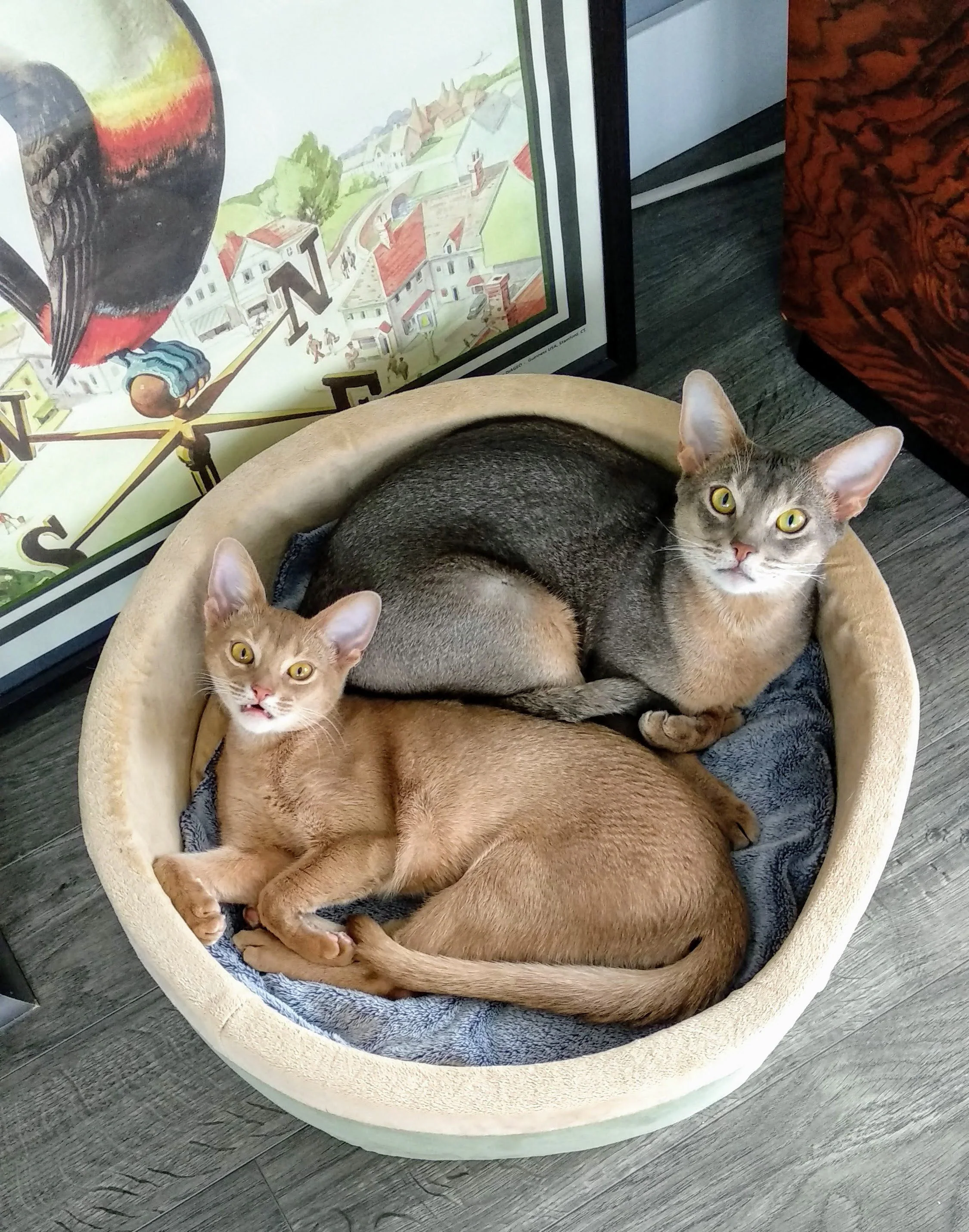 K&H Thermo-Kitty Bed Heated Cat Bed - Image 8