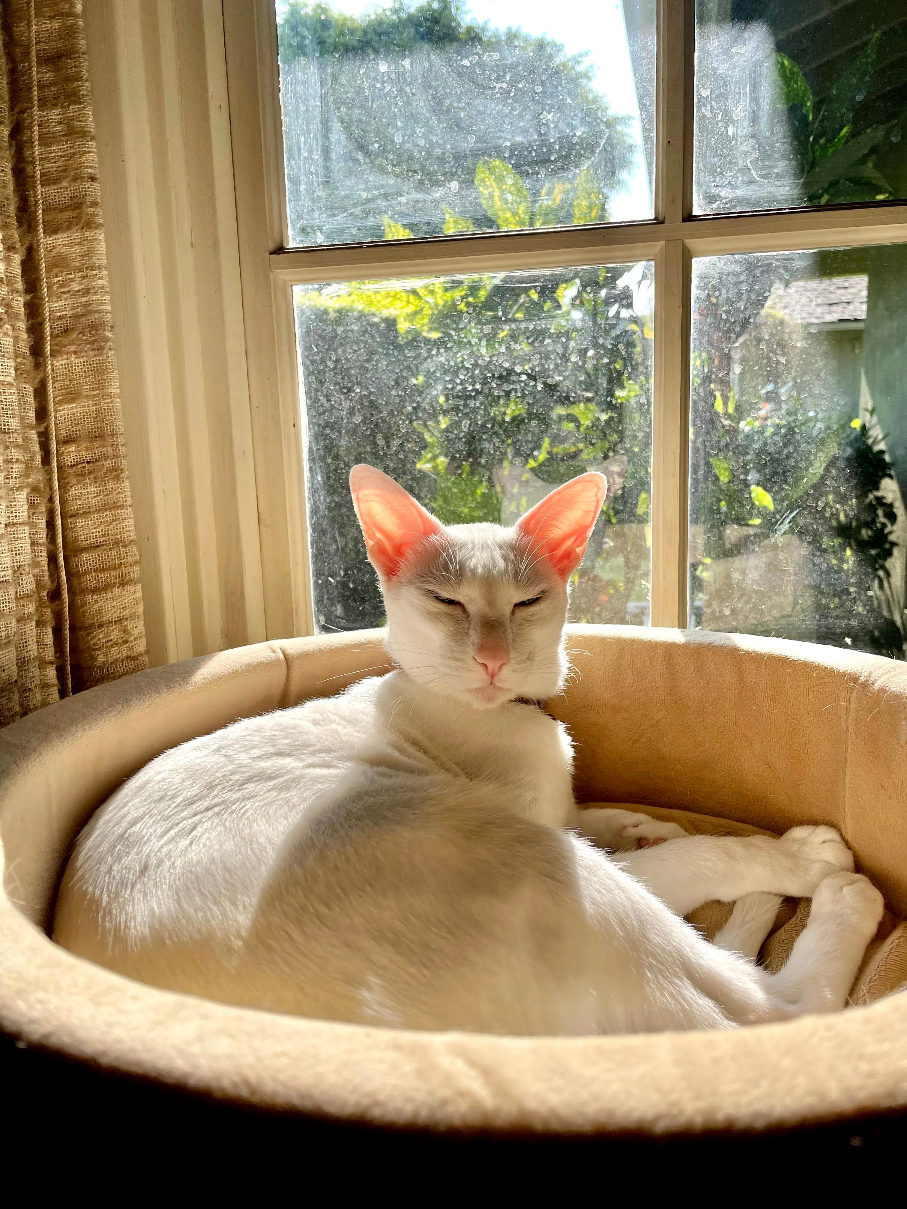 K&H Thermo-Kitty Bed Heated Cat Bed - Image 9